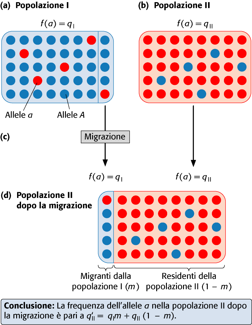 Flusso di geni da altre popolazioni 3.