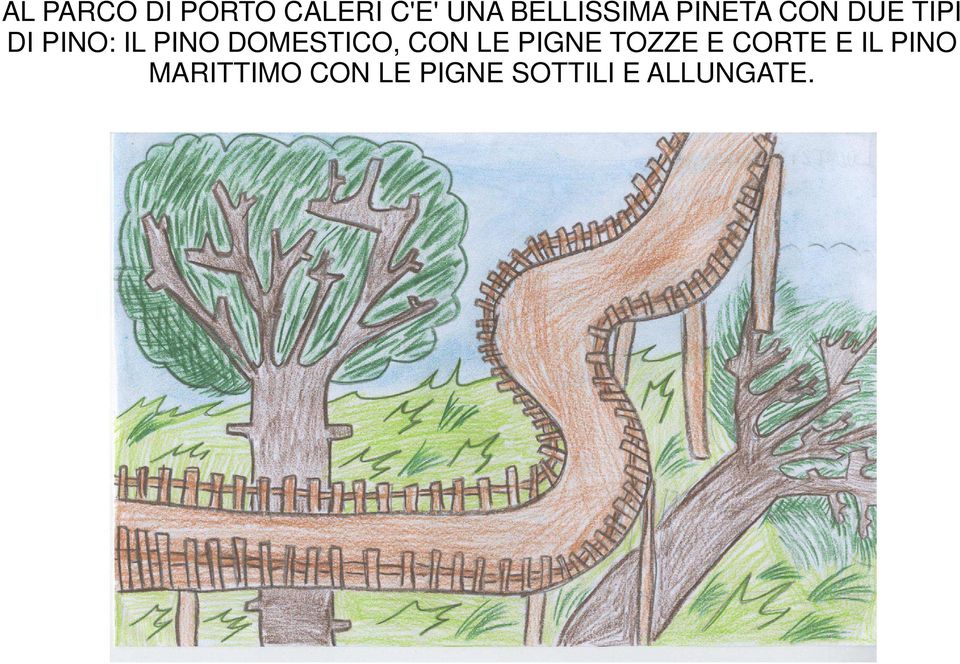 PINO DOMESTICO, CON LE PIGNE TOZZE E CORTE