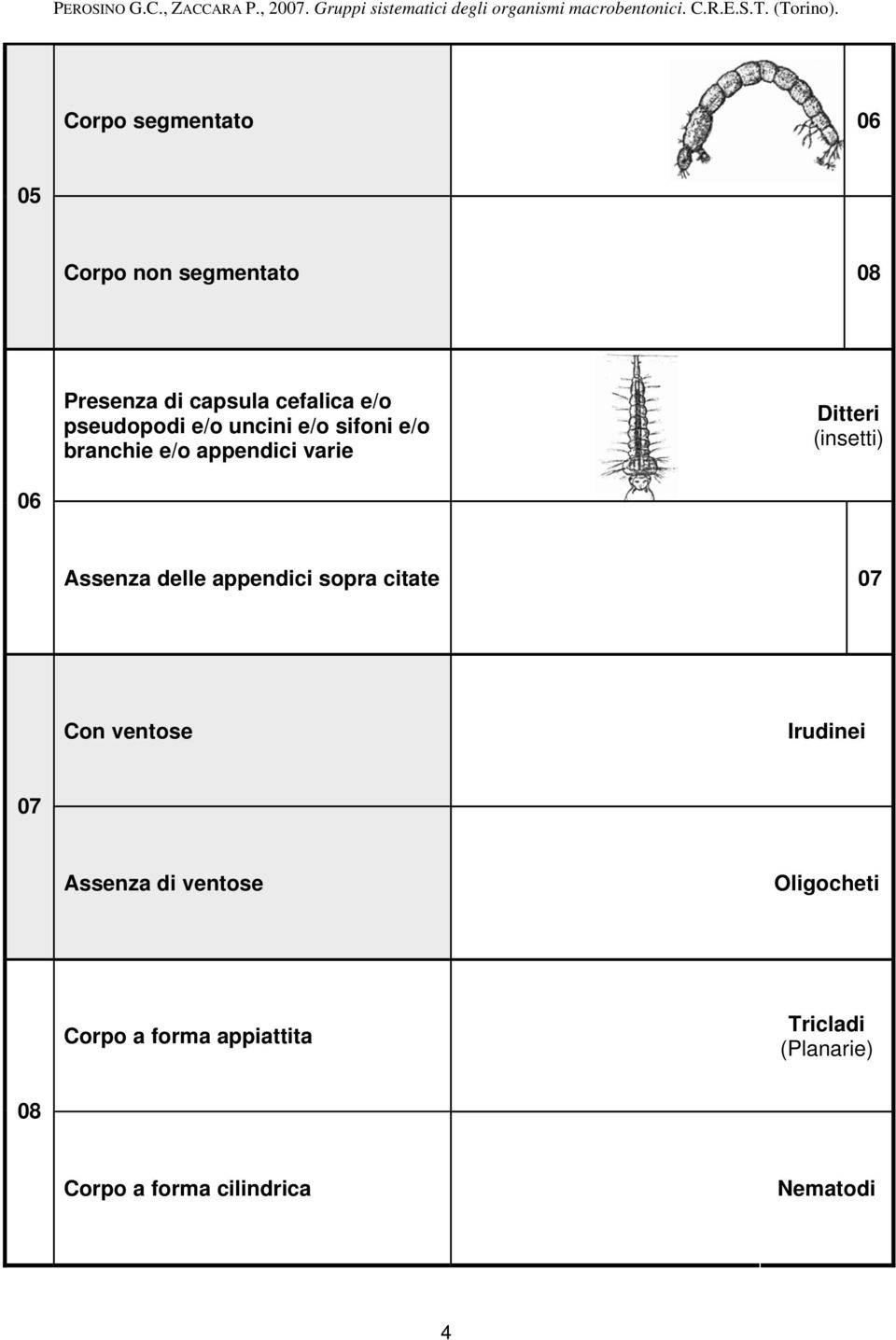 06 Assenza delle appendici sopra citate 07 Con ventose Irudinei 07 Assenza di ventose