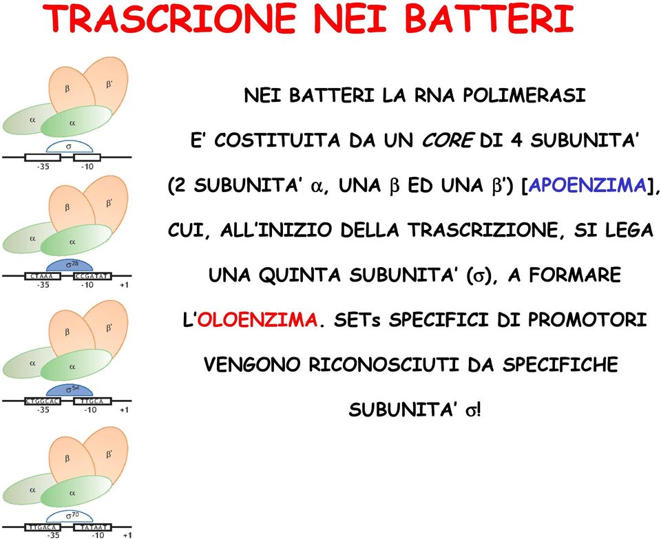 INIZIO DELLA TRASCRIZIONE, SI LEGA UNA QUINTA SUBUNITA (σ), A FORMARE L