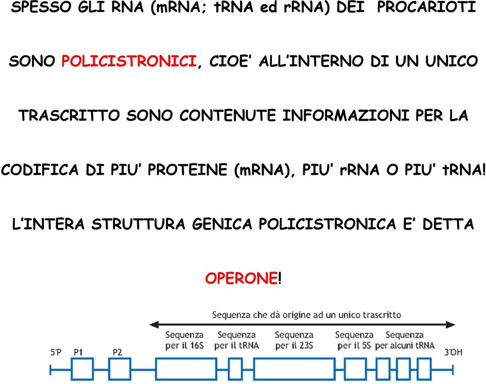 CONTENUTE INFORMAZIONI PER LA CODIFICA DI PIU PROTEINE (mrna),