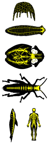 La sensibilità negli animali (III) Nelle forme più complesse (Molluschi, Artropodi), dove i sensi diventano più specializzati, questi sistemi diventano via via più centralizzati.