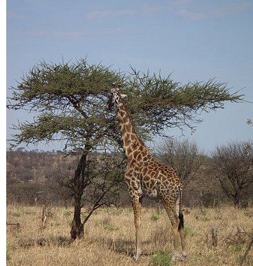 La sensibilità nei vegetali (III) Le piante sono anche in grado di comunicare tra loro: in Africa quando un acacia viene brucata da un erbivoro, come un antilope o una giraffa, comincia a