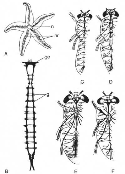 La sensibilità negli animali (II) Fig.4 Sistemi nervosi a confronto -A, Sistema nervoso di un Echinoderma (stella di mare); B, sistema n.