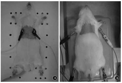 elettrocardiogramma può essere effettuato sia su ratti anestetizzati che sul