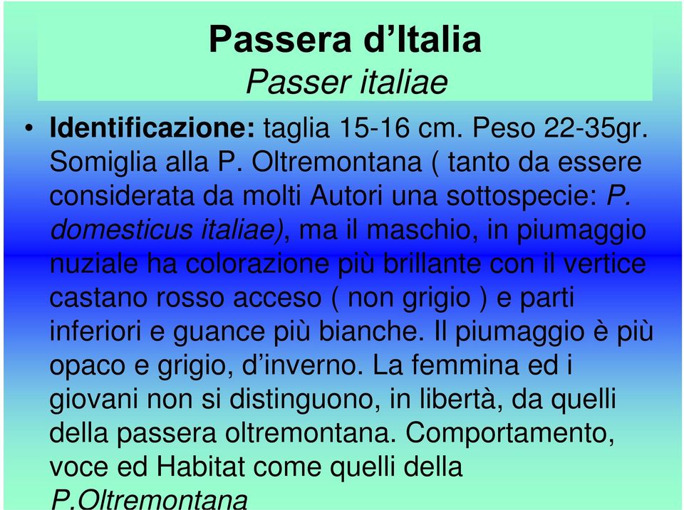 domesticus italiae), ma il maschio, in piumaggio nuziale ha colorazione più brillante con il vertice castano rosso acceso ( non grigio