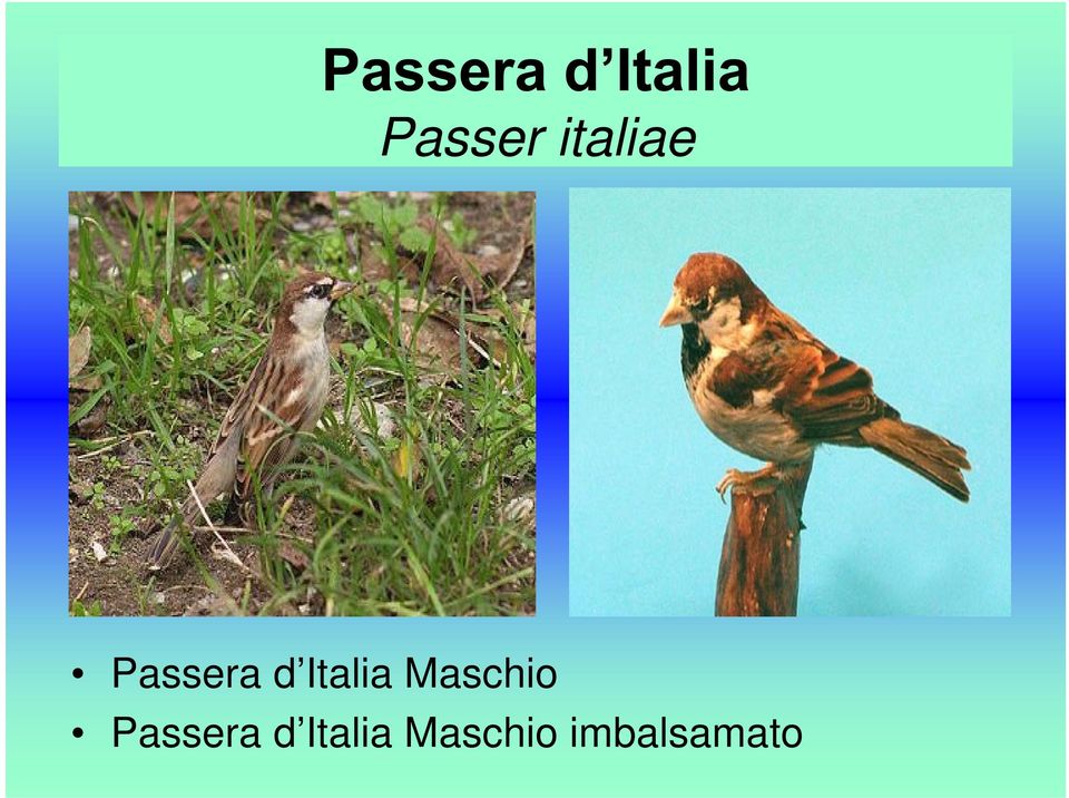 Maschio  Maschio