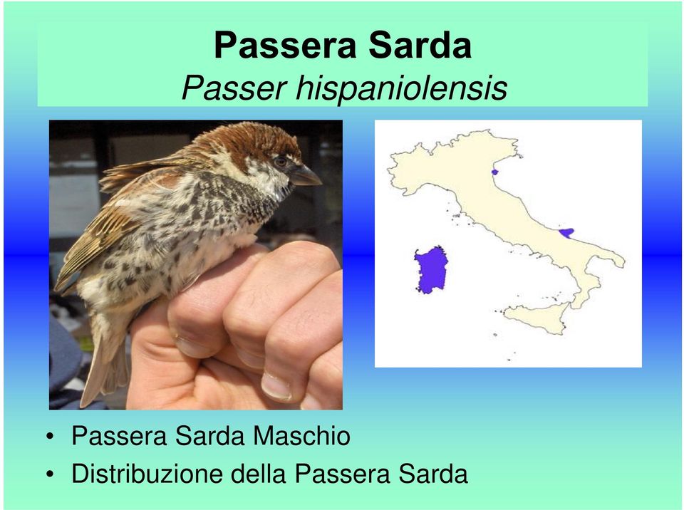 Sarda Maschio