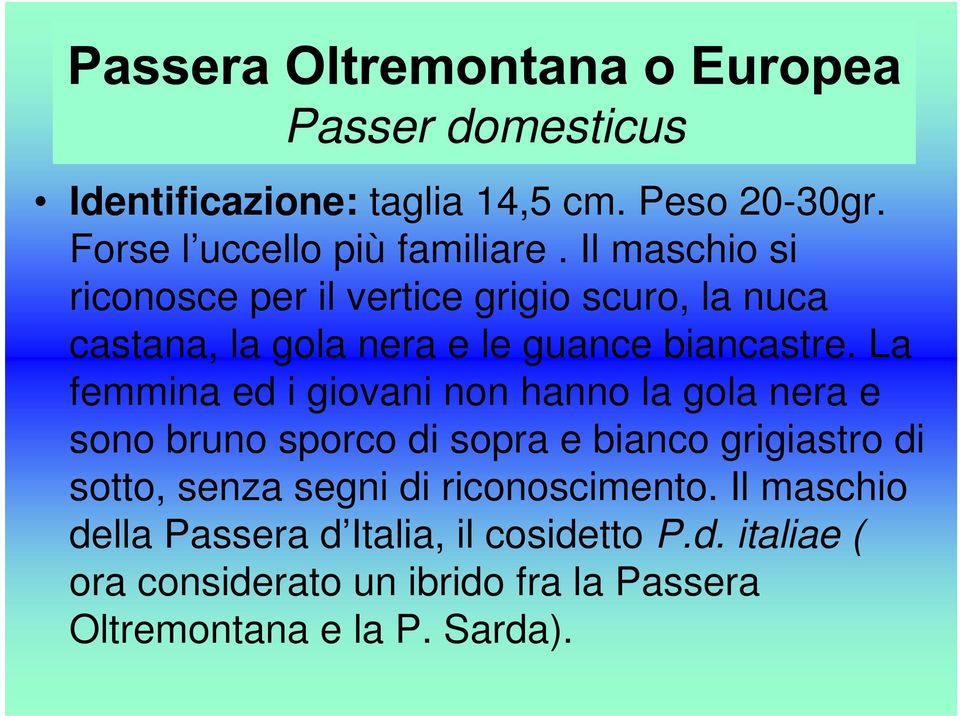 La femmina ed i giovani non hanno la gola nera e sono bruno sporco di sopra e bianco grigiastro di sotto, senza segni