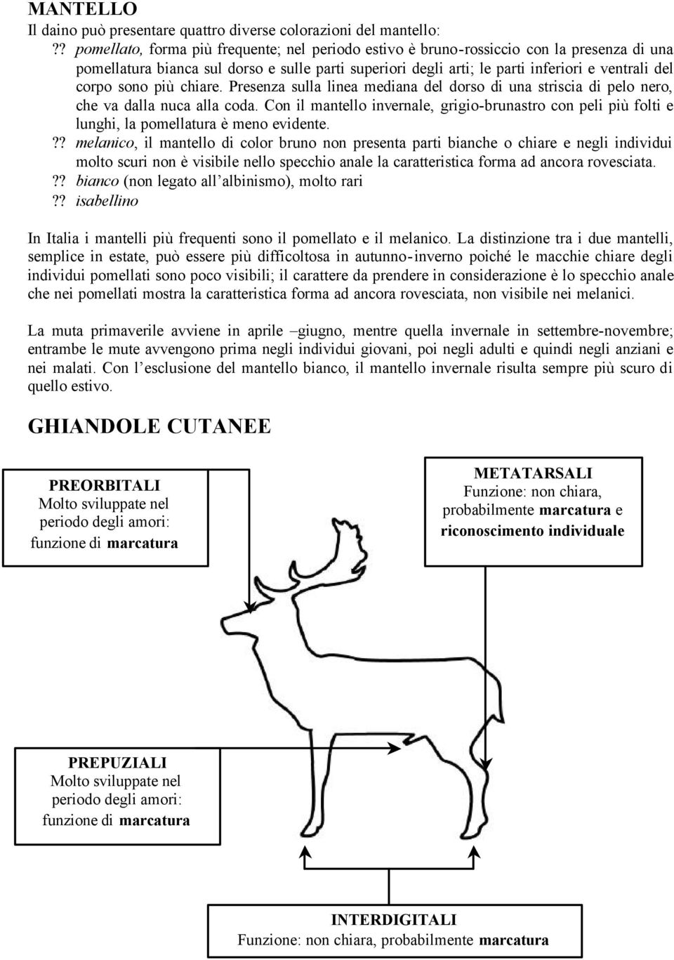 sono più chiare. Presenza sulla linea mediana del dorso di una striscia di pelo nero, che va dalla nuca alla coda.