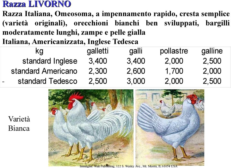 galletti galli pollastre galline standard Inglese 3,400 3,400 2,000 2,500 standard Americano 2,300 2,600 1,700 2,000