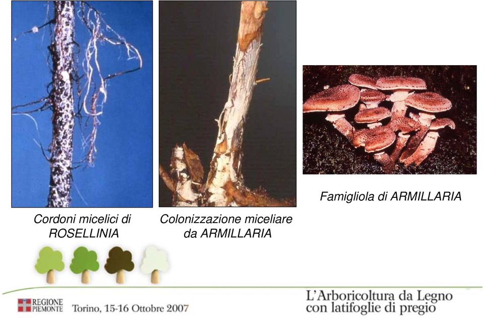 micelici di ROSELLINIA