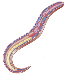 The respiratory tract (RT) is a major route of body entry