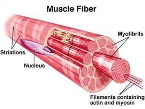 Il tessuto muscolare Il tessuto muscolare è costituito da fasci di cellule chiamate fibre muscolari Ogni fibra muscolare a sua volta è costituita da fibre