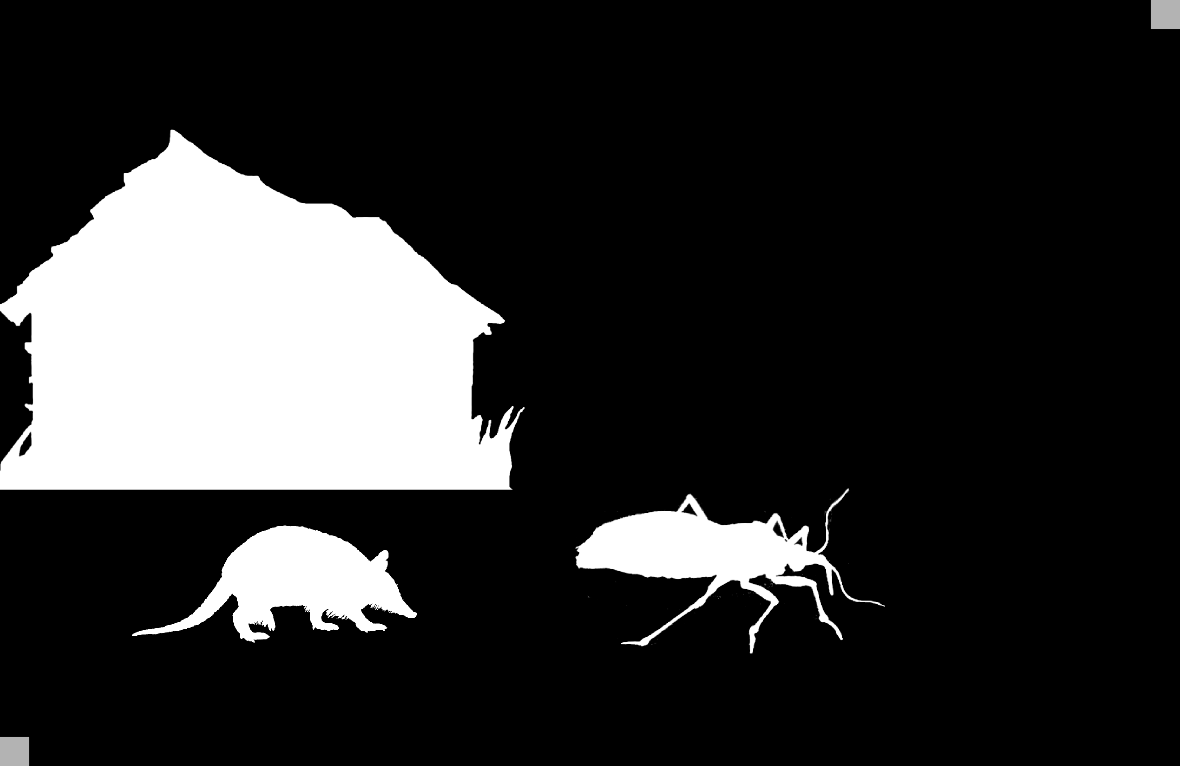 18.6. Cicli biologici dei parassiti 18.6.1. MORBO DI CHAGAS: TRIPANOSOMIASI AMERICANA DA TRYPANOSOMA CRUZI igura 18.12. Morbo di Chagas. Da: mef.hr.patologjia e Maguire (2006), modificato, e da dpd.