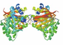 L a-galattosidasi A è codificata dal gene GAL-A localizzato sul braccio lungo del cromosoma X.