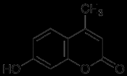 Dosaggio di attività enzimatica effettuato in fluorescenza: l idrolisi del substrato sintetico (MUGAL) causa la formazione di un prodotto fluorescente (4- metilumbelliferone o MUMB).