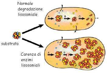 Gruppo di patologie rare, causate da un difetto genetico che conduce carenza o assenza di uno o più enzimi lisosomiali.