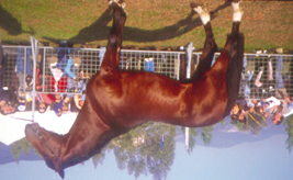 Cavallo Sella Italiano Il cavallo Sella Italiano rappresenta l attitudine sportiva per eccellenza.