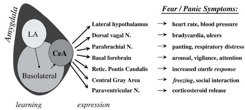 Ruolo dell amigdala nella