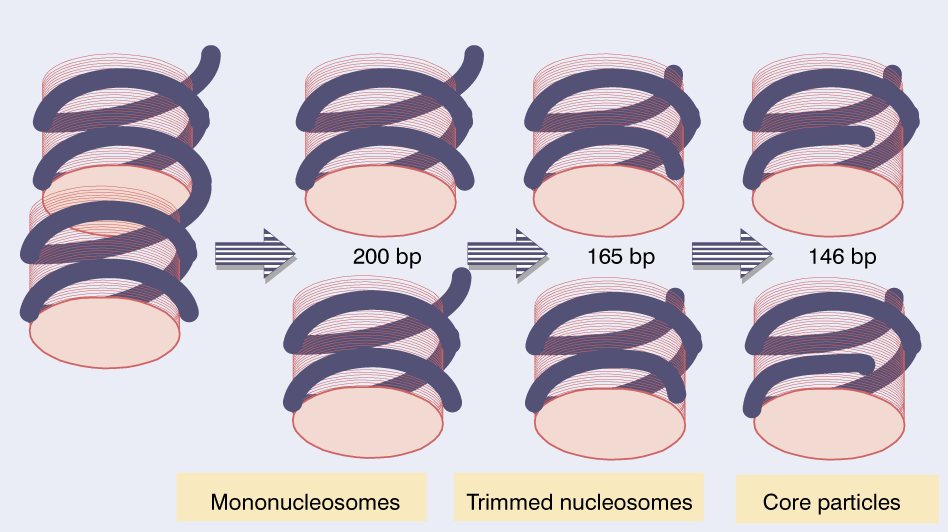 Digestione spinta con Nucleasi Micrococcale