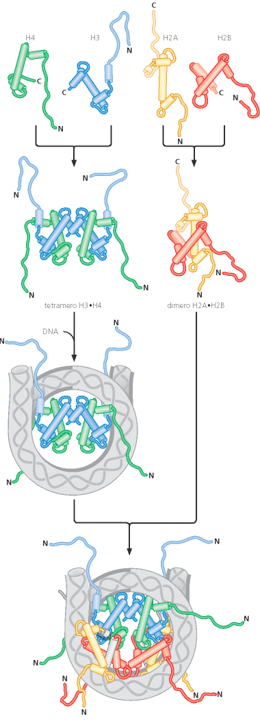 Assemblaggio del nucleosoma: Tetramero H3/H4 e dimeri H2A/H2B si formano