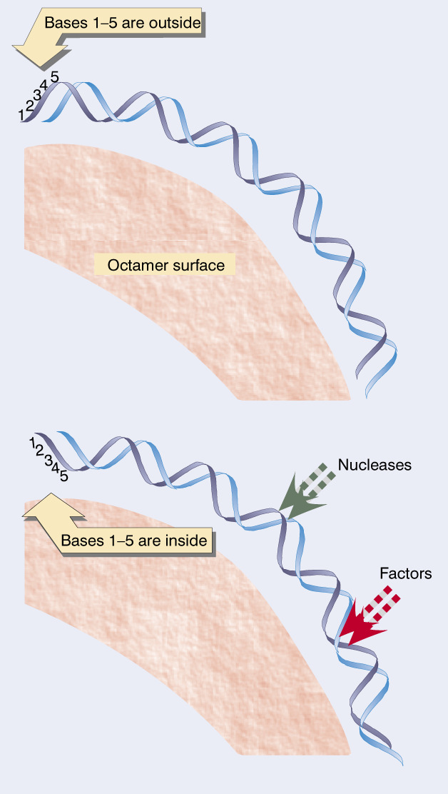 La particolare sequenza può essere inclusa o esclusa dal nucleosoma Posizionamento rispetto alla fase dell