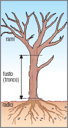 Caratteristiche del tronco d albero Il tronco svolge sia la funzione di sostenere i rami che di trasportare acqua e sali minerali Cilindro