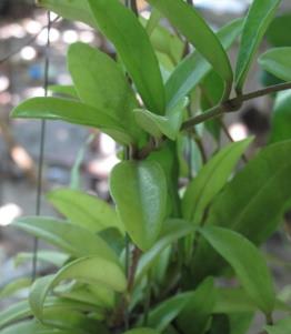 HOYA RIGIDA COD. 048 ORIGINE: Tailandia CARATTERISTICHE: La pianta ha foglie molto grandi spesso maculate che tendono ad arrossarsi se esposte al sole. Il fiore è di colore chiaro.