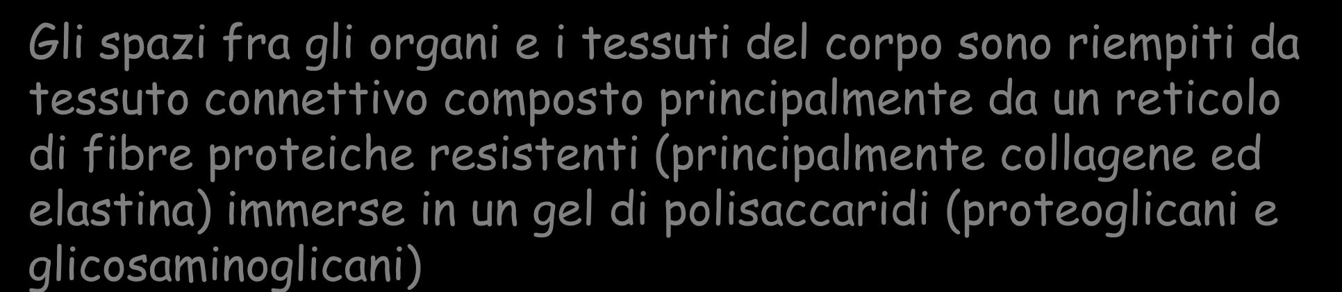 TESSUTO CONNETTIVO Gli spazi fra gli organi e i tessuti del corpo sono riempiti da tessuto connettivo composto principalmente da un reticolo