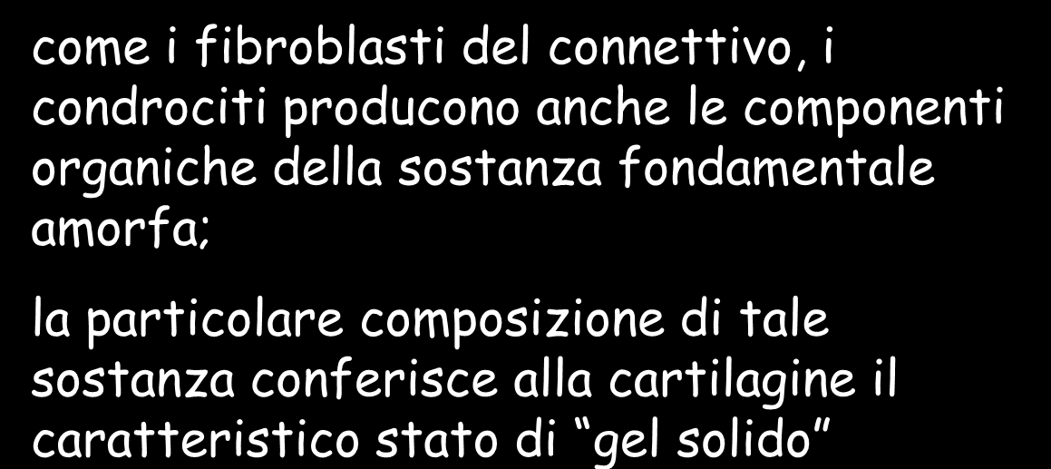 I GAG della cartilagine: Condrotin solfato A e C Cheratan solfato Proteoglicani della cartilagine: aggrecano come i fibroblasti del connettivo, i condrociti producono