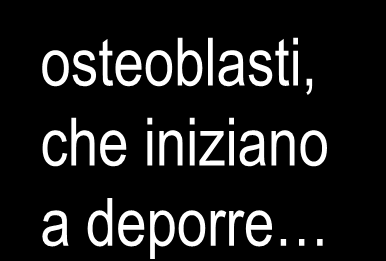 trasformano in osteoblasti, che iniziano