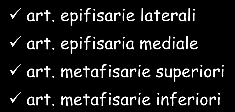 vascolarizzazione terminale art. epifisarie laterali art.