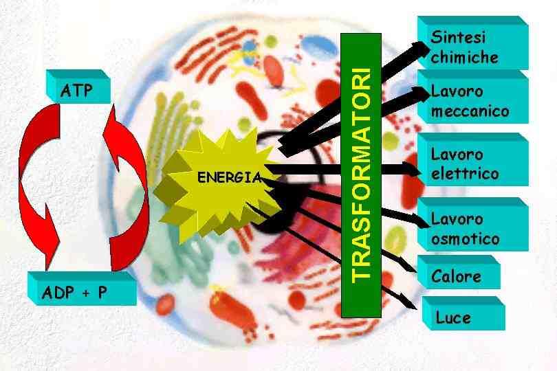 fosforico, è in grado di liberarla sotto una forma facilmente impiegabile nei vari processi biochimici.