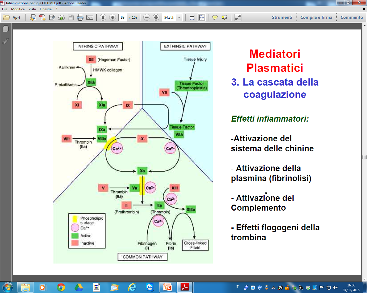 Le Proteine Plasmatiche 3) La