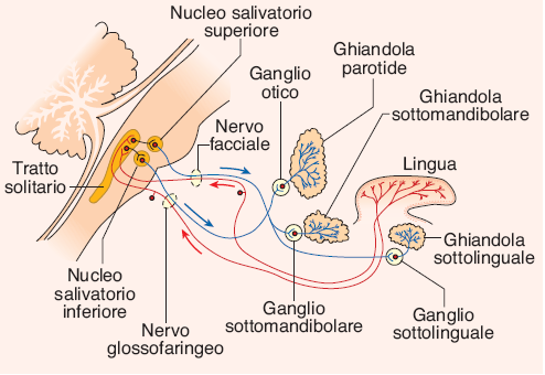 Controllo nervoso della secrezione salivare i sistemi parasimpatico e simpatico stimolano la secrezione salivare forte azione del parasimpatico l atropina (antagonista muscarinico) causa secchezza