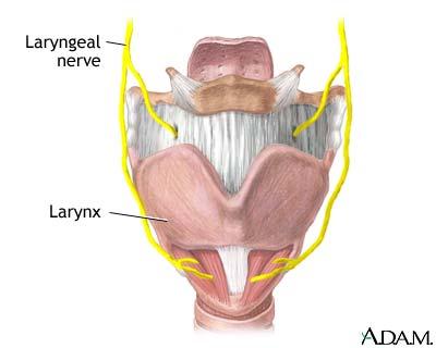 La cannula cuffiata è ancorata in