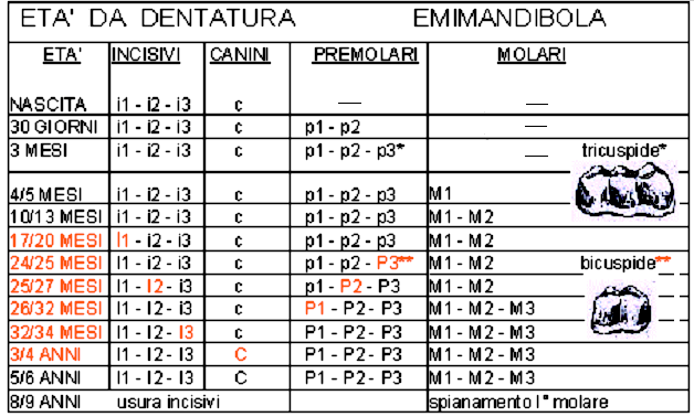 Dentatura Giovani dentizione di latte Adulti dentizione definitiva I C P M Emi-mascella 0 0 3 3 Emi-mandibola 3 1 3 3 La dentatura definitiva del muflone è quella tipica dei ruminanti (come daino e