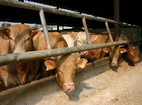 Sicurezza Alimentare Facoltà di Medicina Veterinaria, Università di Milano