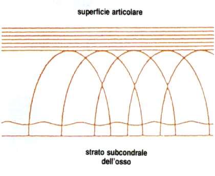 tridimensionale secondo isostatiche paraboliche finalizzate