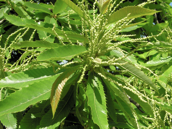 CASTAGNO (Castanea sativa) riconoscerlo?