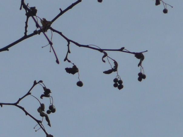 TIGLIO (Tilia cordata) Portamento: è un albero caducifoglio con rami arcuati verso il basso; la chioma ha una caratteristica forma a cupola negli individui isolati.