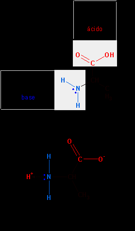Il gruppo COOH può liberare un protone Il gruppo NH 2 può