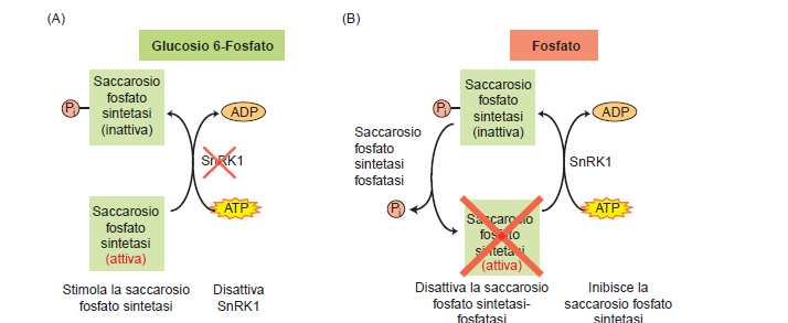 Regolazione Saccarosio-P sintasi: fosforilazione e metaboliti citosolici Nella transizione buio/ luce, aumenta nel citosol il Gluc 6-P e diminuisce