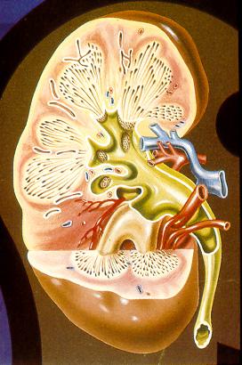Glomeruli sono nella parte più esterna, la Corticale Mentre i tubuli sono presenti sia nella Corticale che nella parte
