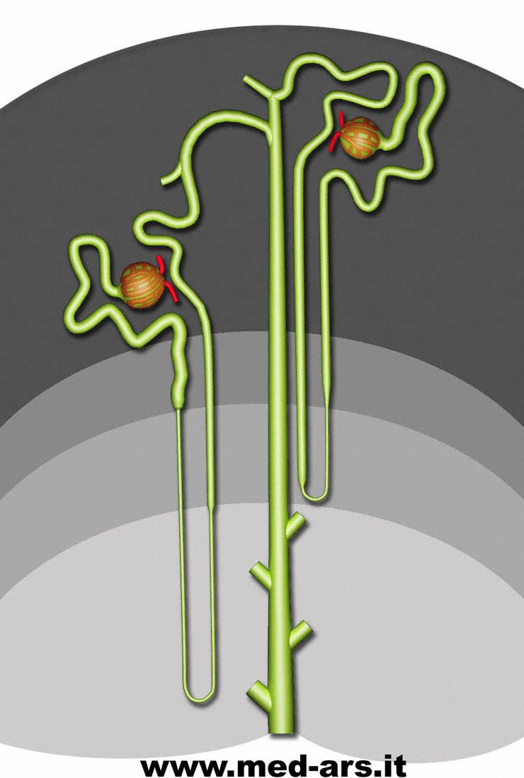 CENNI DI ANATOMIA IL NEFRONE Glomerulo Gomitolo di capillari tra due Arteriole(Afferente ed