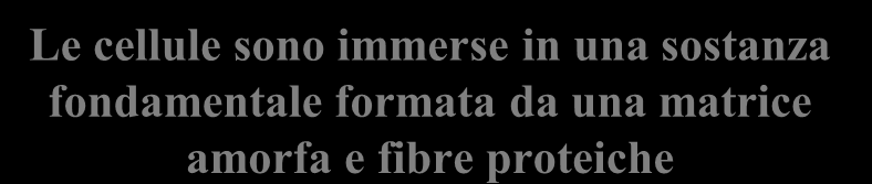 Le cellule sono immerse in una sostanza fondamentale formata da una matrice amorfa e fibre proteiche MATRICE AMORFA, formata principalmente da mucopolisaccaridi e proteine.