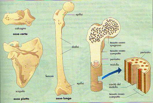Il tessuto osseo compatto e spugnoso sono presenti in tutte le ossa, ma in rapporti diversi e con distribuzione diversa