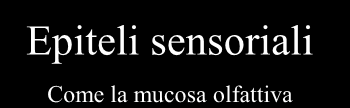 Gli epiteli sono classificati in base alla funzione in : Epiteli di rivestimento come l epidermide, la mucosa gastrica ecc.