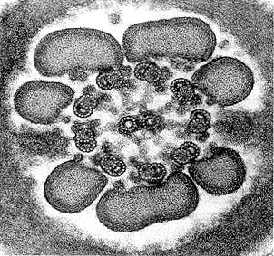 RICONOSCIMENTO A DISTANZA CHEMIOTASSI NEL RICCIO DI MARE Aumento motilità spermatozoo Una sostanza (resact) presente nel guscio gelatinoso dell uovo è